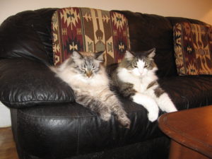 Mickey and Benny cats together on sofa